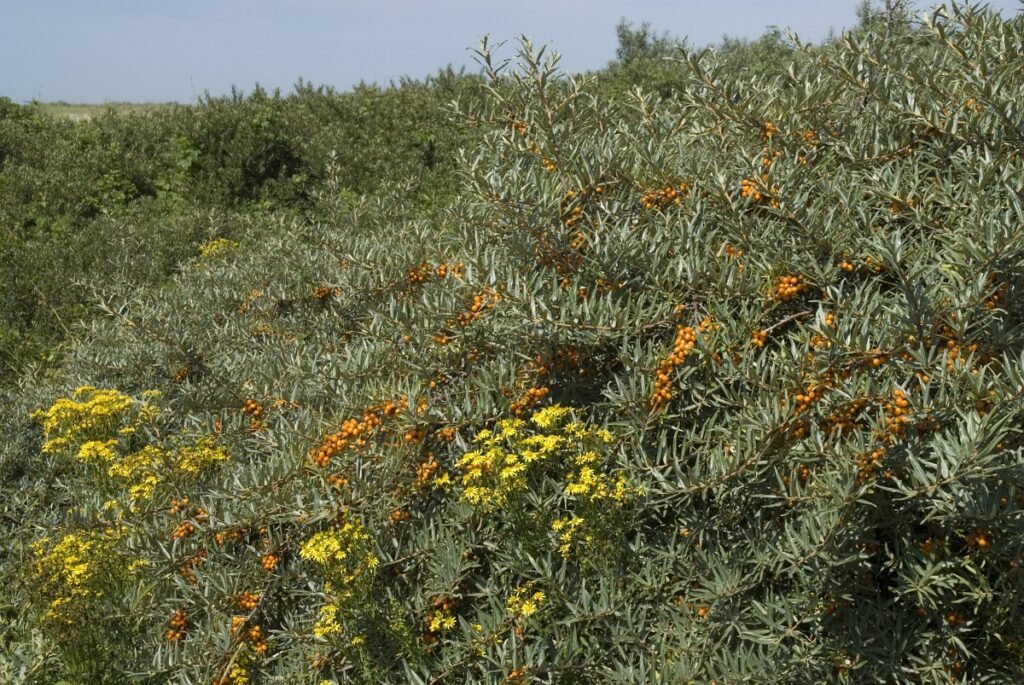 Sea Buckthorn - Hippophae rhamnoides