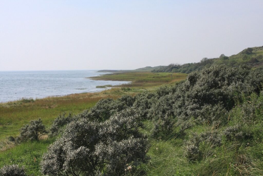 Sea Buckthorn - Hippophae rhamnoides