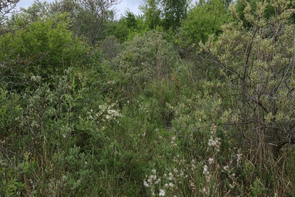 Sea Buckthorn - Hippophae rhamnoides