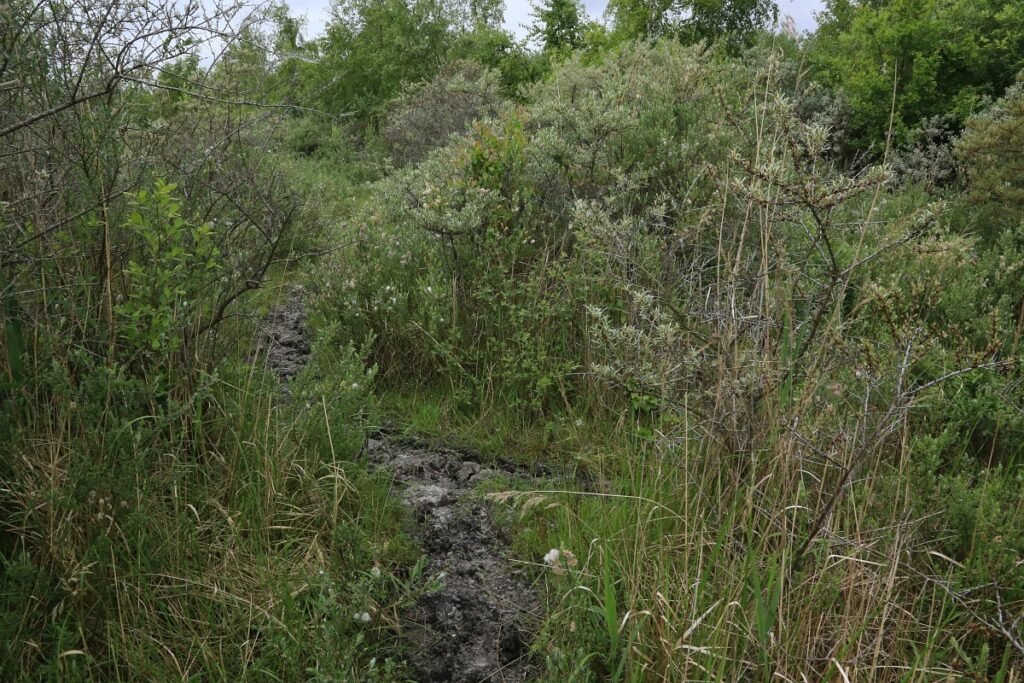 Sea Buckthorn - Hippophae rhamnoides