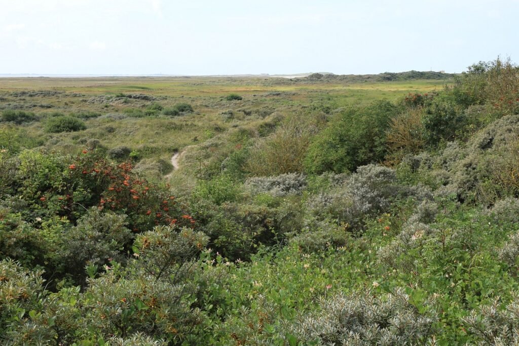 Sea Buckthorn - Hippophae rhamnoides