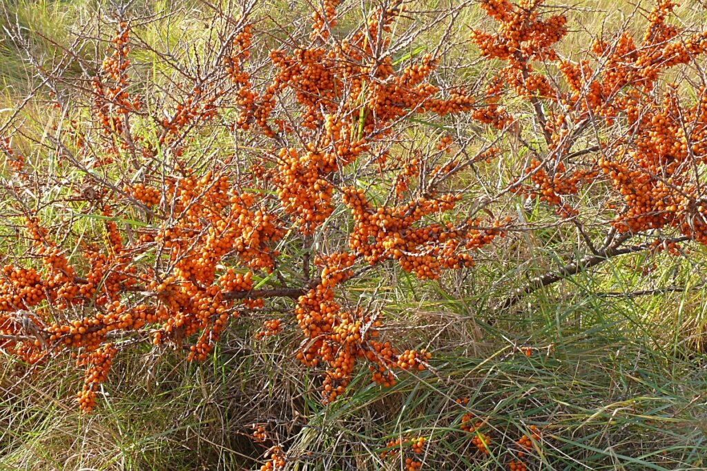 Sea Buckthorn - Hippophae rhamnoides