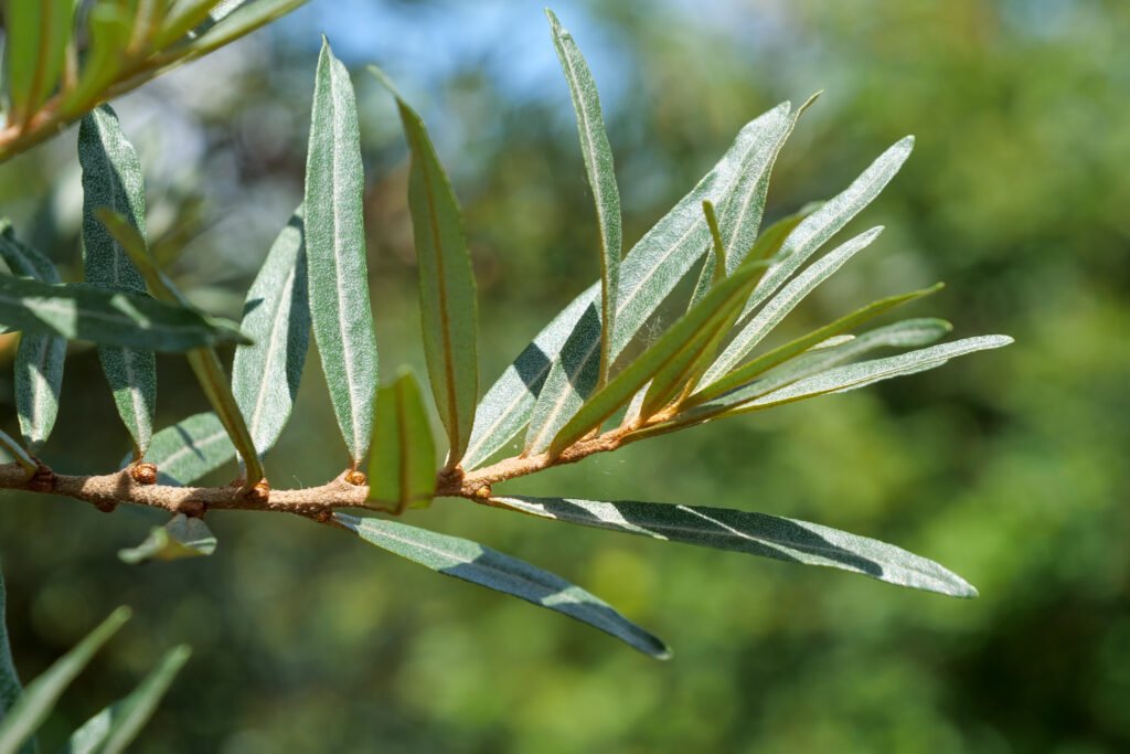 Sea Buckthorn - Hippophae rhamnoides