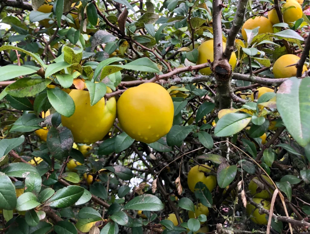 Chinese Quince - Chaenomeles cathayensis