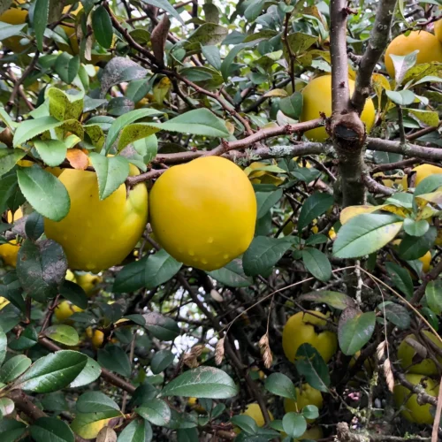 How to grow Chinese Quince (Chaenomeles cathayensis)