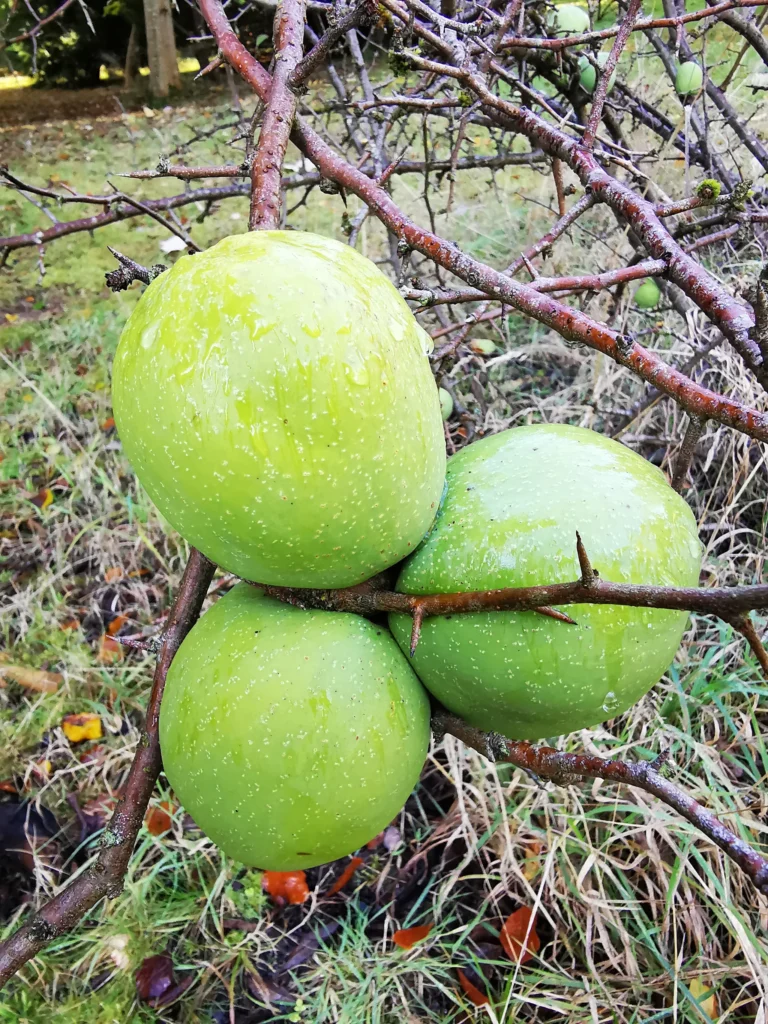 Chinese Quince - Chaenomeles cathayensis