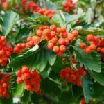 How to grow Swedish Whitebeam (Sorbus intermedia)