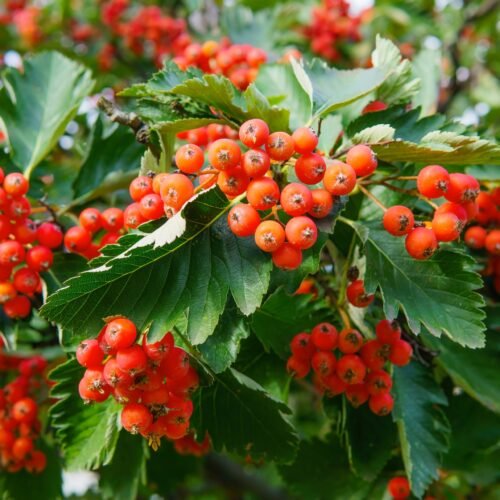 How to grow Swedish Whitebeam (Sorbus intermedia)