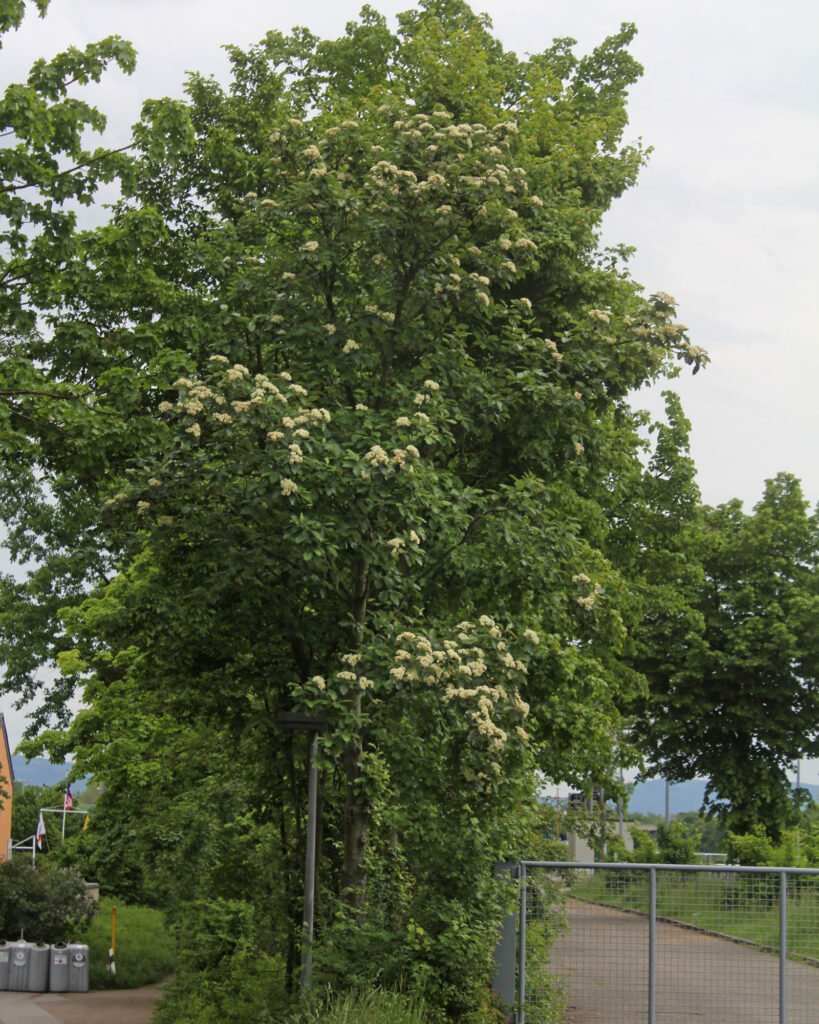 Swedish Whitebeam - Sorbus intermedia