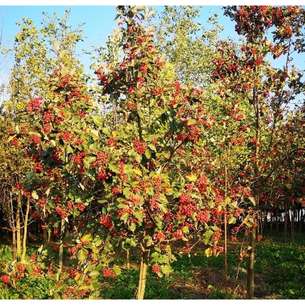 Swedish Whitebeam - Sorbus intermedia