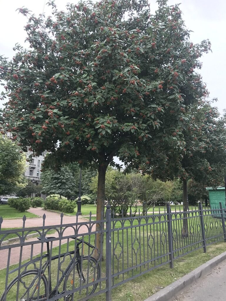 Swedish Whitebeam - Sorbus intermedia