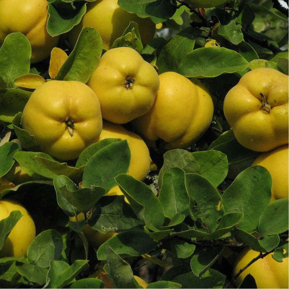Japanese Quince - Chaenomeles japonica