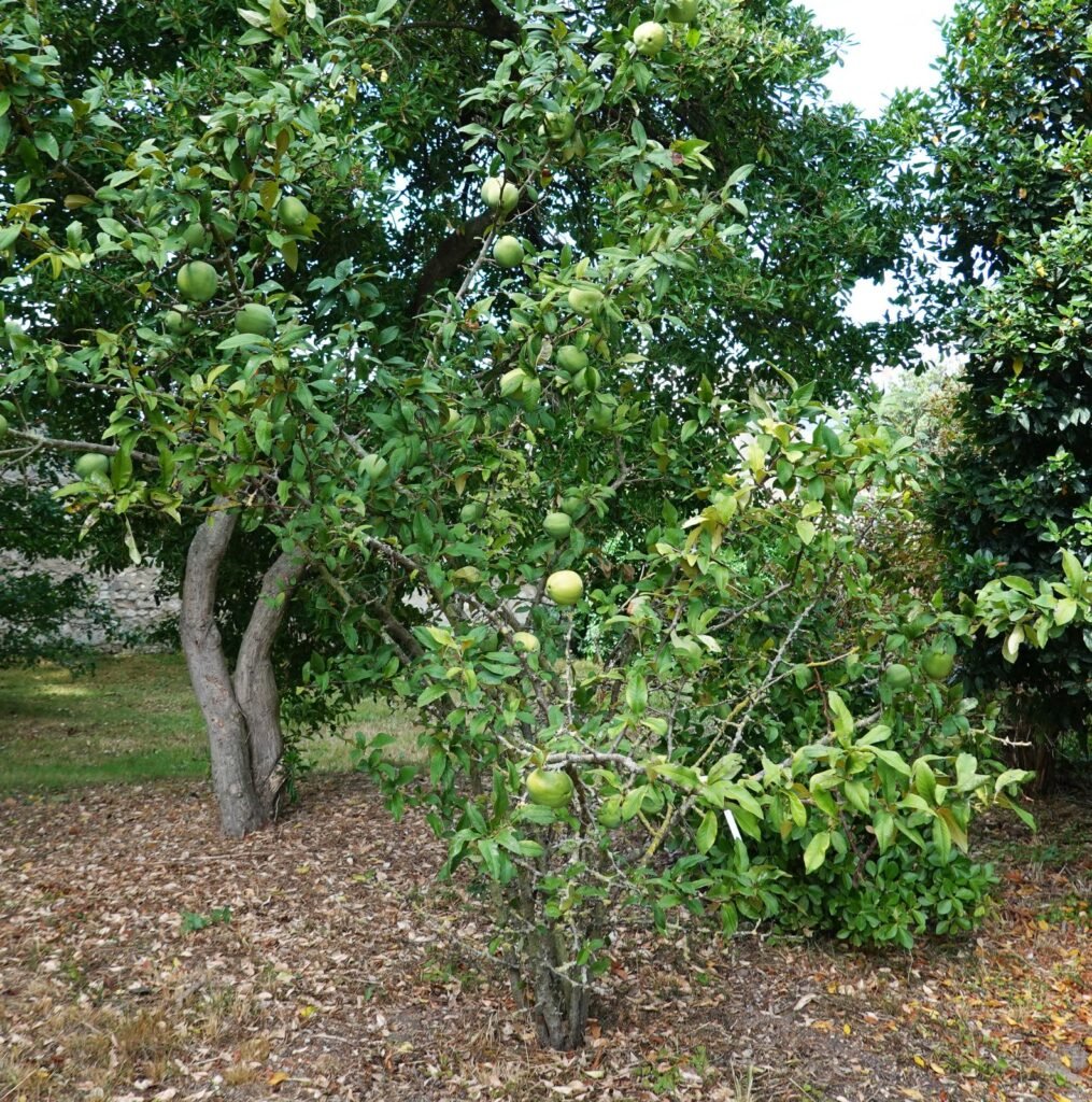 Chinese Quince - Chaenomeles cathayensis