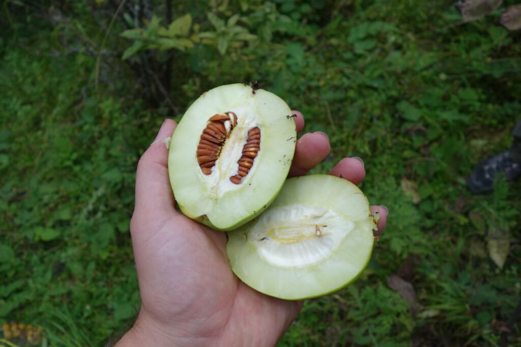 Chinese Quince - Chaenomeles cathayensis
