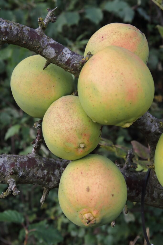 Chinese Quince - Chaenomeles cathayensis