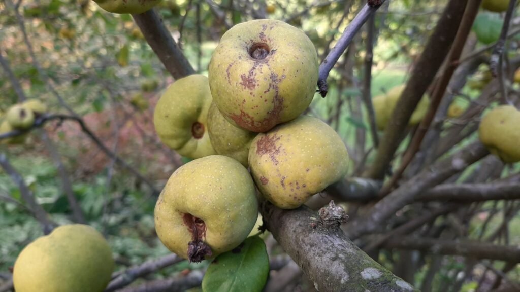 Japanese Quince - Chaenomeles japonica