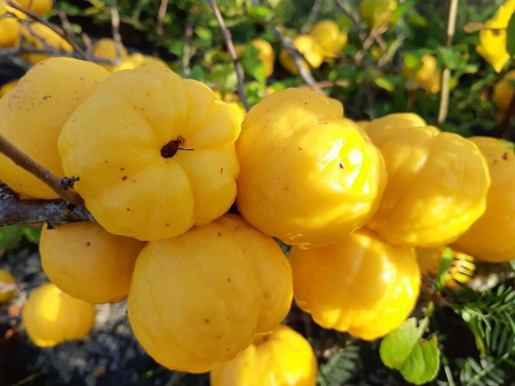 Japanese Quince - Chaenomeles japonica