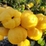 How to grow Japanese Quince (Chaenomeles japonica)