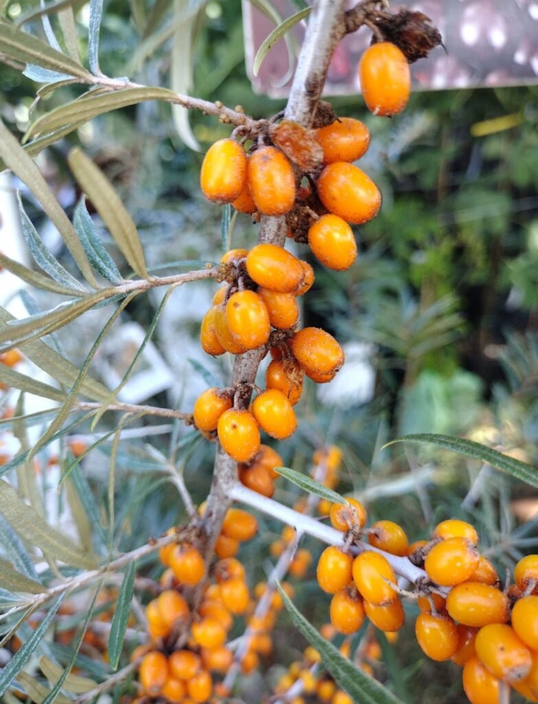 Sea Buckthorn - Hippophae rhamnoides
