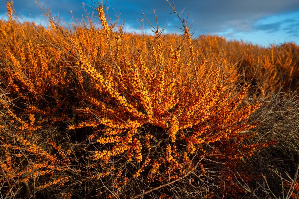 Sea Buckthorn - Hippophae rhamnoides