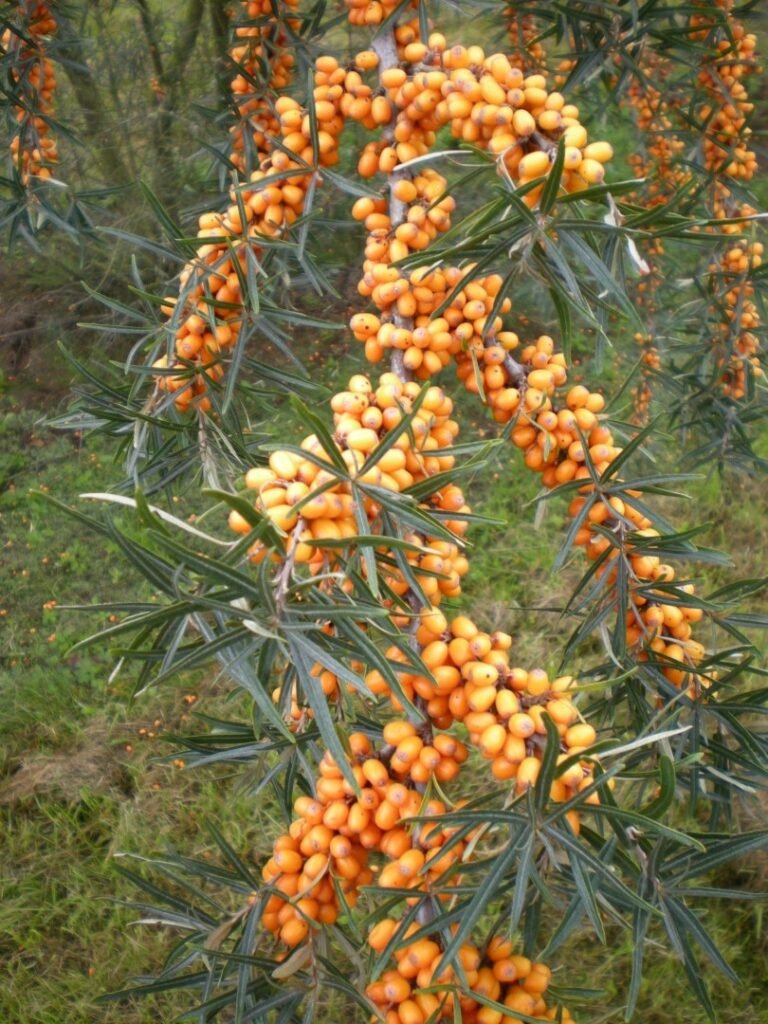 Sea Buckthorn - Hippophae rhamnoides