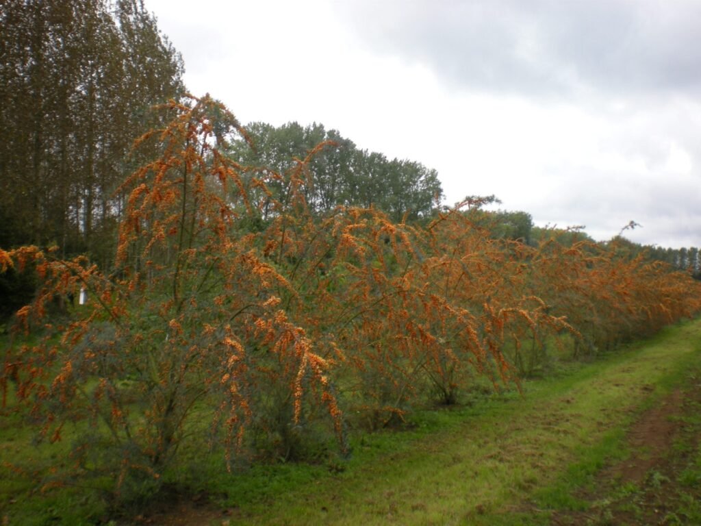 Sea Buckthorn - Hippophae rhamnoides