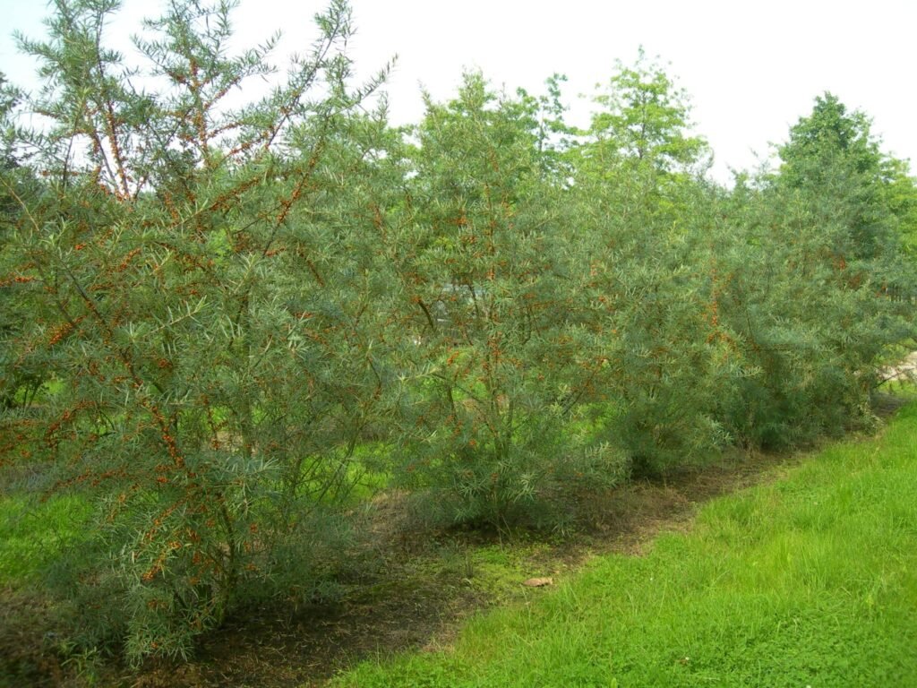 Sea Buckthorn - Hippophae rhamnoides