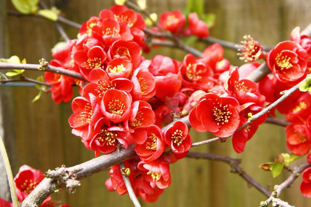 Japanese Quince - Chaenomeles japonica