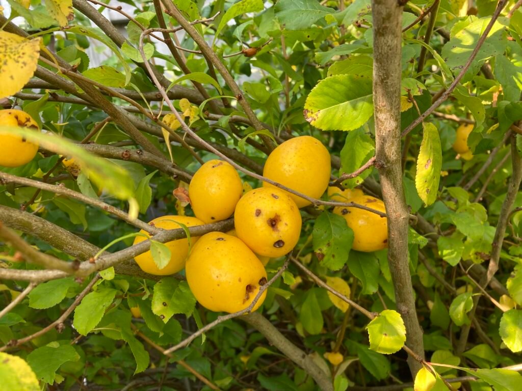Chinese Quince - Chaenomeles cathayensis