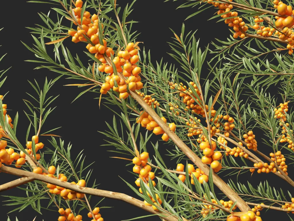 Sea Buckthorn - Hippophae rhamnoides