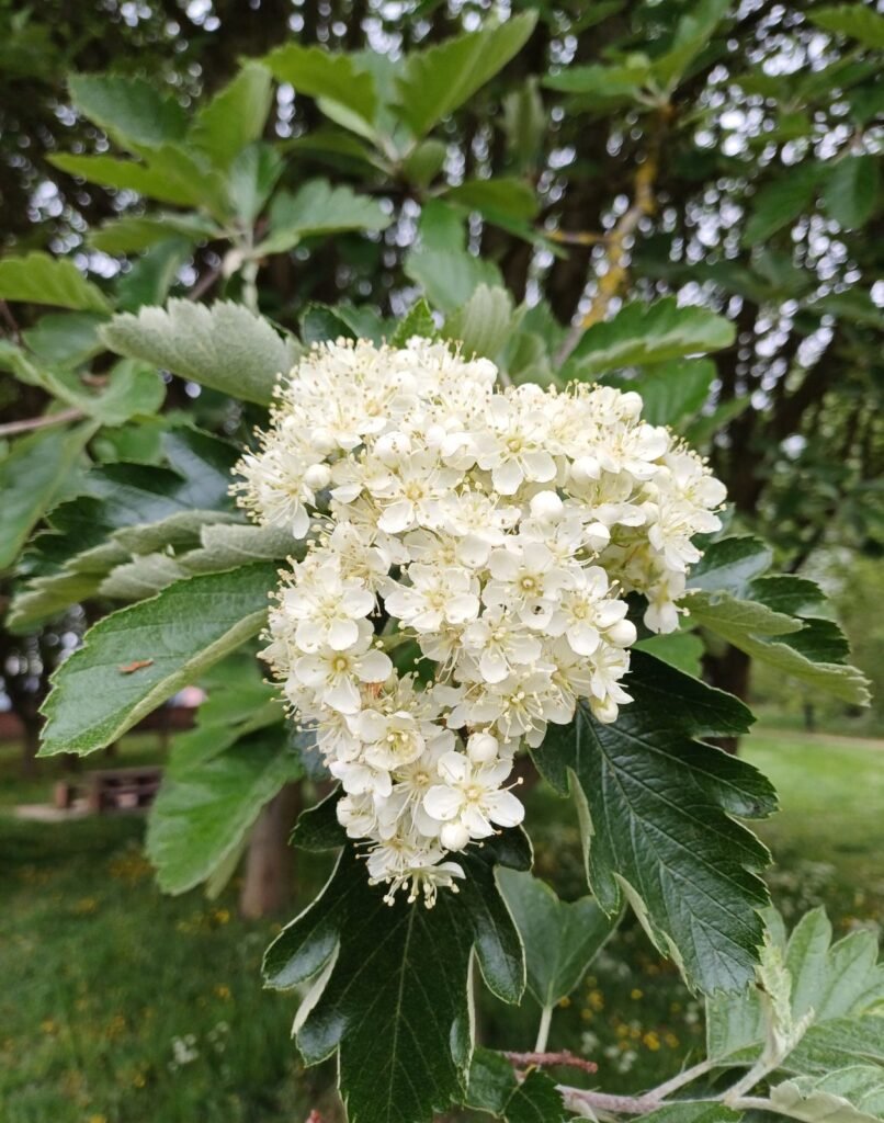 Swedish Whitebeam - Sorbus intermedia