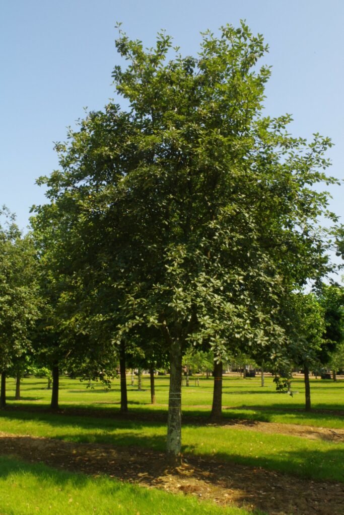 Swedish Whitebeam - Sorbus intermedia