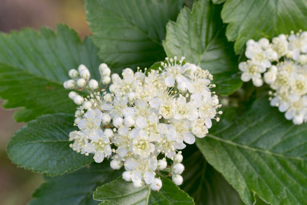 Swedish Whitebeam - Sorbus intermedia