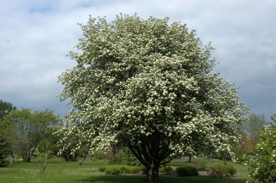 Swedish Whitebeam - Sorbus intermedia
