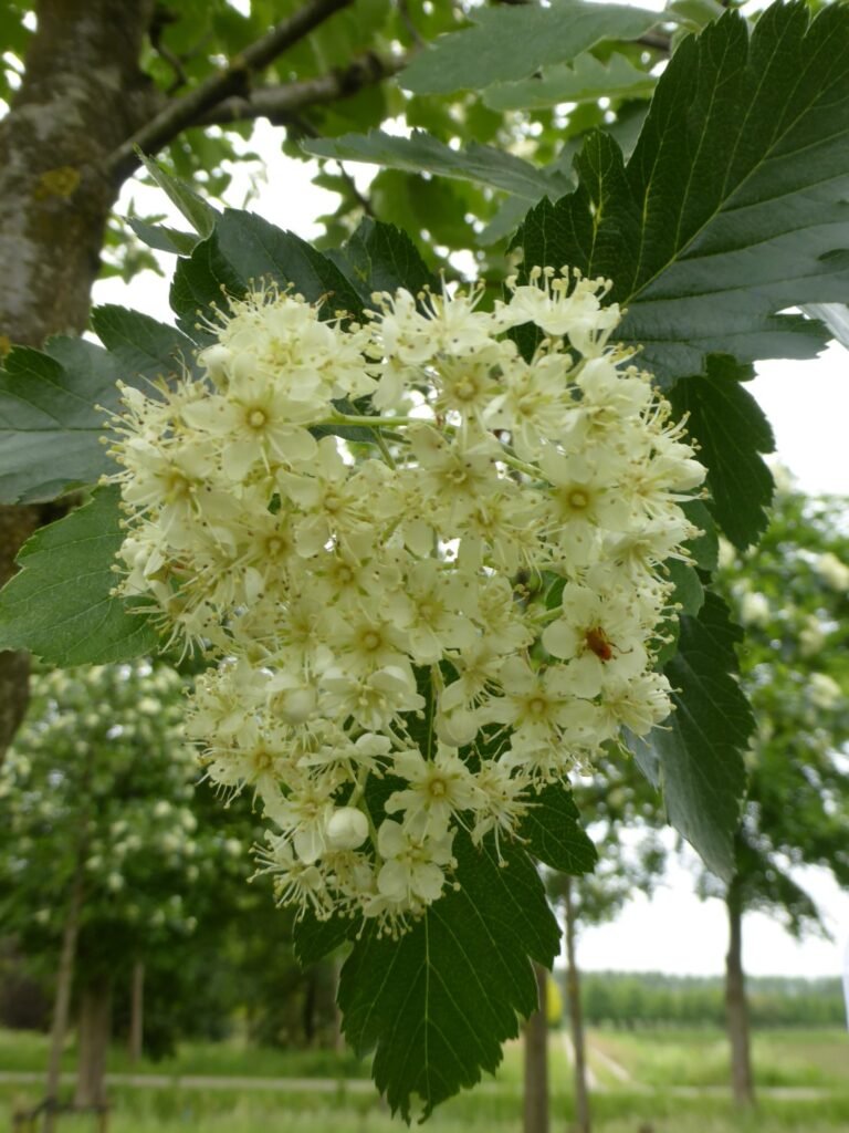 Swedish Whitebeam - Sorbus intermedia